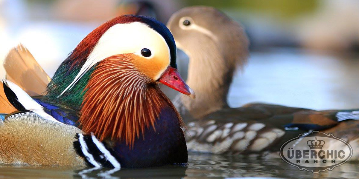 Mandarin Duck Pair